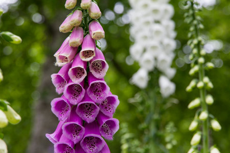 A closeup of violet foxglove flower growing in the gardenの写真素材