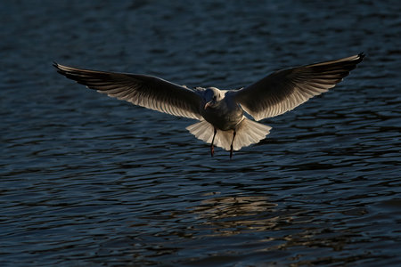 A shot of the Black-Headed Gull bird going to hunt from the sea