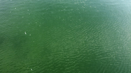 A green sea water surface with white birds flying over itの写真素材
