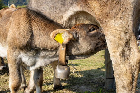 A closeup shot of a calf suckling cowの写真素材