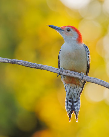A closeup shot of a red-bellied Woodpecker on a branch with nice bokeh in the backgroundの写真素材