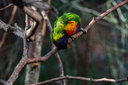 A soft focus of a rainbow lorikeet perched on a branch at Zoo Zurich in Switzerlandの写真素材