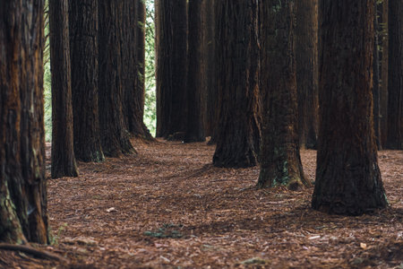 The trees in a forest in Victoria, Australia