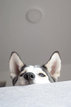 A vertical shot of a Siberian Husky sneaking behind on a sofa