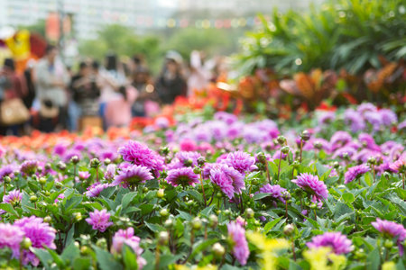 A selective focus shot of blue bell dahlias on Hong Kong flower show, Victoria parkの写真素材