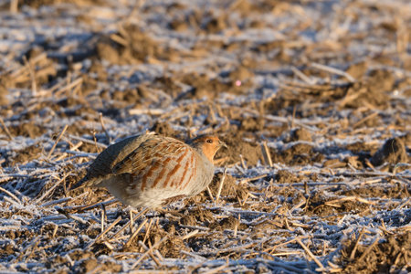 A grey partridge (perdix perdix) in the fieldの写真素材