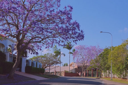 A street with blossomed treesの写真素材