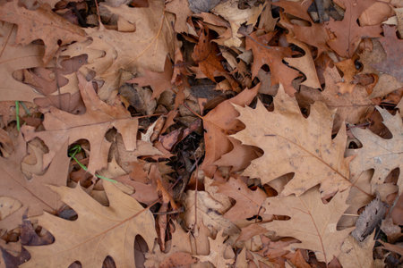 A closeup shot of autumn leavesの写真素材