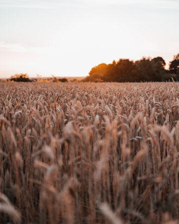 A close-up selective focus shot of wheat crop growing in the field against blue sky at sunsetの写真素材