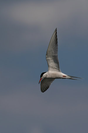 A shot of the Common tern bird in a flight with blurred background
