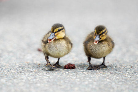 A selective focus shot of two cute ducklingsの写真素材