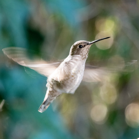 A closeup of a hummingbird with blurred backgroundの写真素材