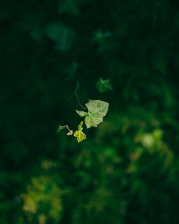 A vertical shot of an ivy leaves against blurred backgroundの写真素材