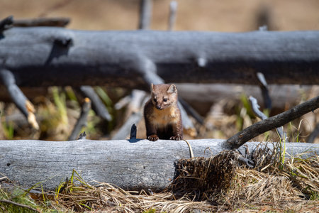 A shot of a cute marten sitting on a tree trunk on blurred backgroundの写真素材