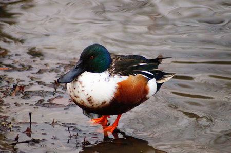 A Northern Shoveler as a rare winter guest on the river Nidda in Frankfurt am Main, Germany. A cloudy day with waves and reflections.の写真素材