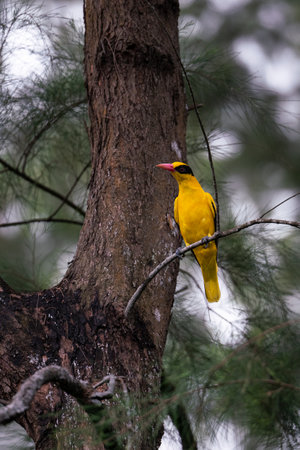 A vertical shot of a black-naped oriole perched on a wooden branch on a blurred background