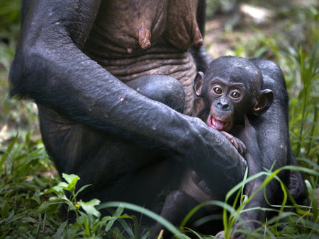 A baby bonobo monkey sitting near its mother in the Democratic Republic of the Congoの写真素材