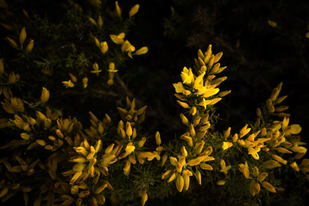 A top view of beautiful yellow gorse bushes in the darkの写真素材