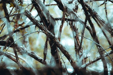 A closeup shot of tree branches covered by frost