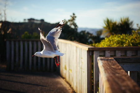 A closeup of a flying gull in a park on a sunny dayの写真素材