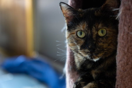 A closeup shot of a cat looking straight to the camera on a blurred backgroundの写真素材
