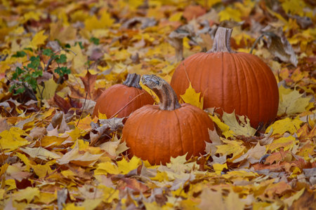 A beautiful view of pumpkins on autumn yellow leaves