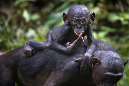 A baby bonobo monkey on its mother's back in the Democratic Republic of the Congoの写真素材