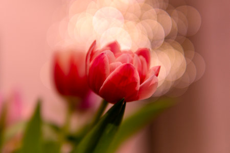 A closeup shot of a red tulip on the blurry backgroundの写真素材