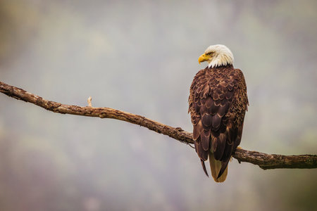 A vertical closeup of a bald eagle seen from behind, perched on a branch of a treeの写真素材