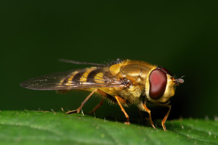 A closeup of Marmalade hoverfly on a plant in a garden