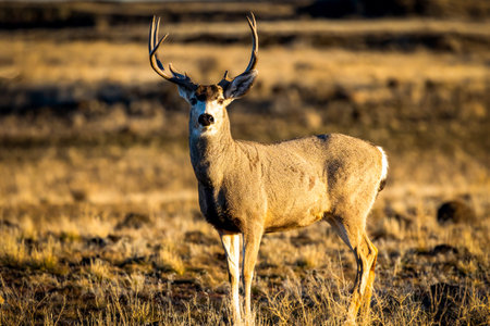 A closeup of a deer with horns standing on a yellow grass field looking at the camera