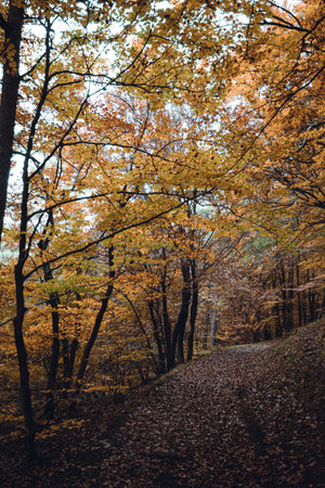 A vertical shot of the colorful forest in the autumn
