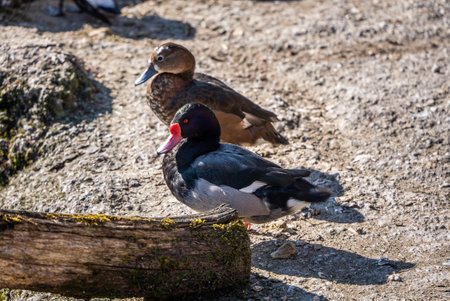 A closeup of a male and a female rosy-billed pochard at Zoo Zurich in Switzerlandの写真素材