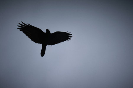 A low angle shot of a bird silhouette in flight with wide-open wings, copy space