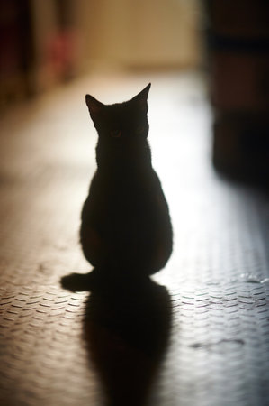 A cat with the shadow sitting on the floorの写真素材
