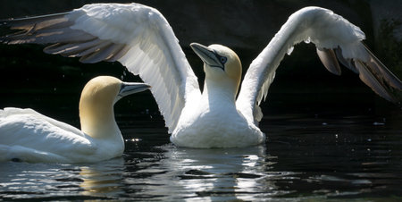 A selective of a northern gannet (Morus bassanus) wading in a pondの写真素材