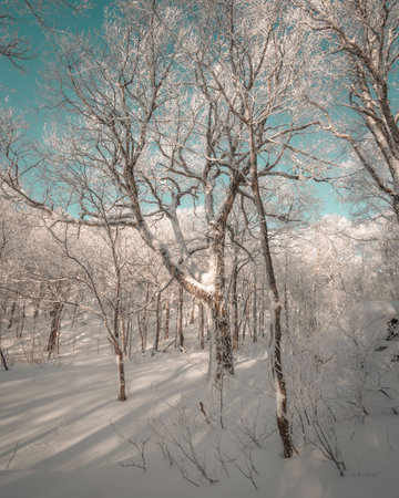 A beautiful shot of a forest covered in snow during the day in winterの写真素材
