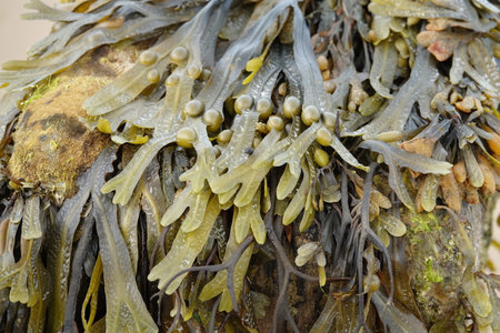 A closeup of a seacoast fucus or rockweed algae