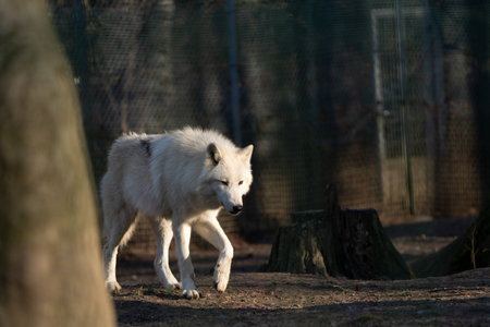 A beautiful Arctic wolf or polar wolf with white fur walking alone in a sunny forest