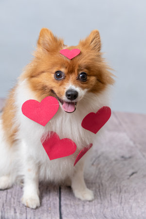 A German Spitz with red hearts on white background for Mother's Dayの写真素材