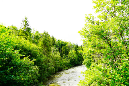 A scenic shot of a river that goes through a forest in Allgau, Bavaria, Germany