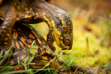 Two box turtles mating in a fieldの写真素材