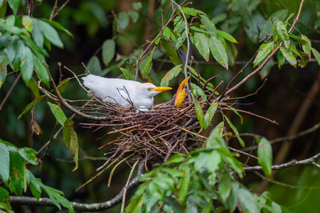 A selective of a cattle egret (Bubulcus ibis) on a nestの写真素材