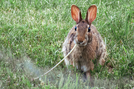 A closeup shot of an adorable brown rabbit on a field