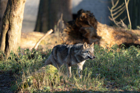 A closeup of a cute dog walking in a green area under bright sunlight