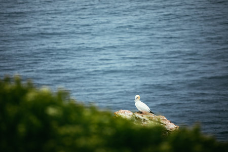 Basstoelpel bruetend auf Helgoland im Fruehling, Breeding Gannets of Heligoland in spring