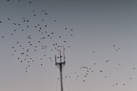 A low angle shot of a flock of birds in flight formation, migrating before the winter comesの写真素材