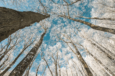 A beautiful shot of a forest covered in snow during the day in winter