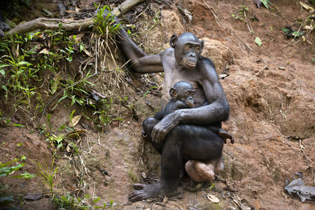 A bonobo chimpanzee in the wilderness in Democratic Republic of the Congo