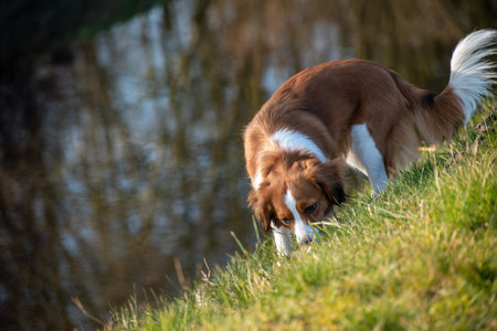 a photo of Dutch kooikerhondje searching something in grass